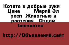 Котята в добрые руки › Цена ­ 10 - Марий Эл респ. Животные и растения » Отдам бесплатно   
